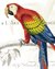 Parrot Botanique II en internet