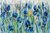 Iris Flower Bed en internet