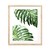 Double Philodendron - comprar online