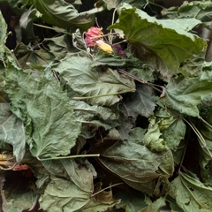 Hojas de Abutilon