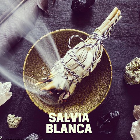 SALVIA BLANCA