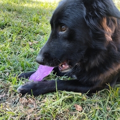 perro negro mordiendo el flexident stick. juguete para perros