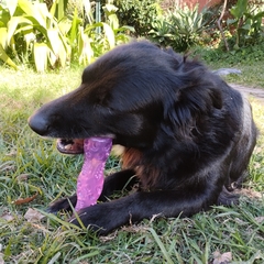 perro negro jugando con el flexident stick