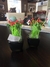 Mini plantitas Decorativas #AR202