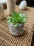 Planta Suculenta #AR299 - comprar online