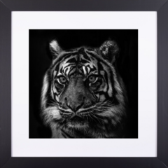 Cuadro Tigre 63x63cm