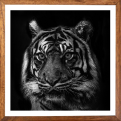 Cuadro Tigre 63x63cm - buy online