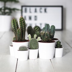 Cuadro "Cactus IV" - comprar online