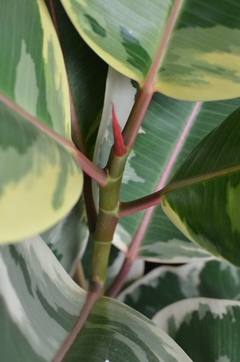 Ficus elastica variegado en internet