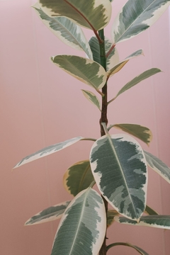 Ficus elastica variegado - comprar online