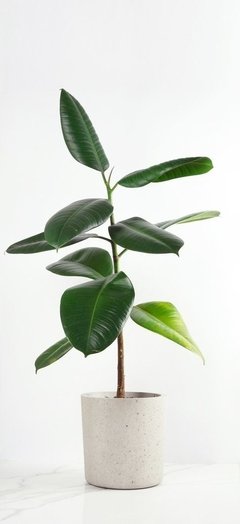 Ficus elastica cabernet