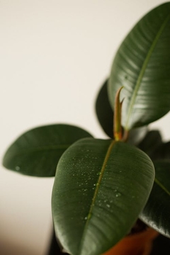 Ficus elastica cabernet - comprar online
