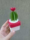 Caja cactus 5 x 5 x 5 cm