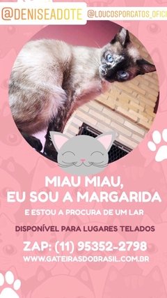 Quer ajudar a Margarida en internet