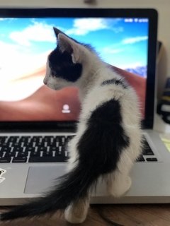 Quer ajudar a gato Nino - tienda online