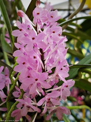 Ascocentrum christensonianum