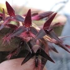 Bulbophyllum tremulum