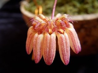 Bulbophyllum sikkimense