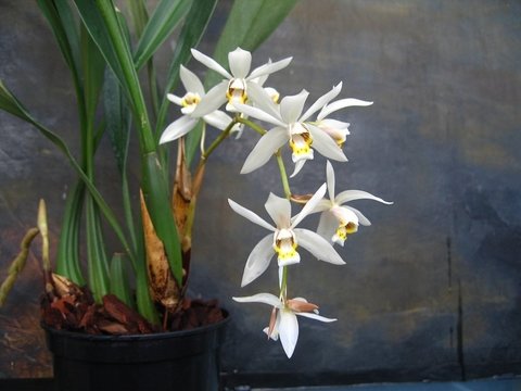 Coelogyne flaccida