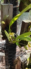 Bulbophyllum campanulatum na internet