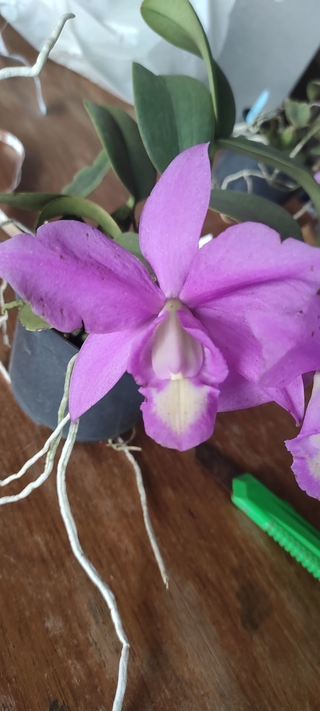 Cattleya nobilior