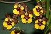 Oncidium croesus