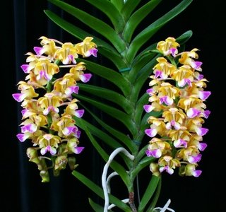 Aerides houlettiana