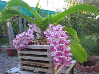 rhynchostylis Gigantea Phai