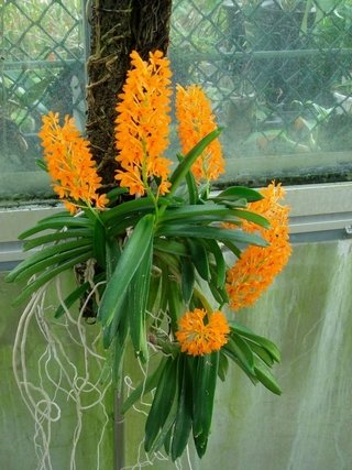 Ascocentrum miniatum - comprar online