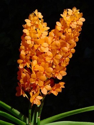 Ascocentrum miniatum na internet