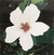 Rosa china blanca - Hernan Salamanco - comprar online