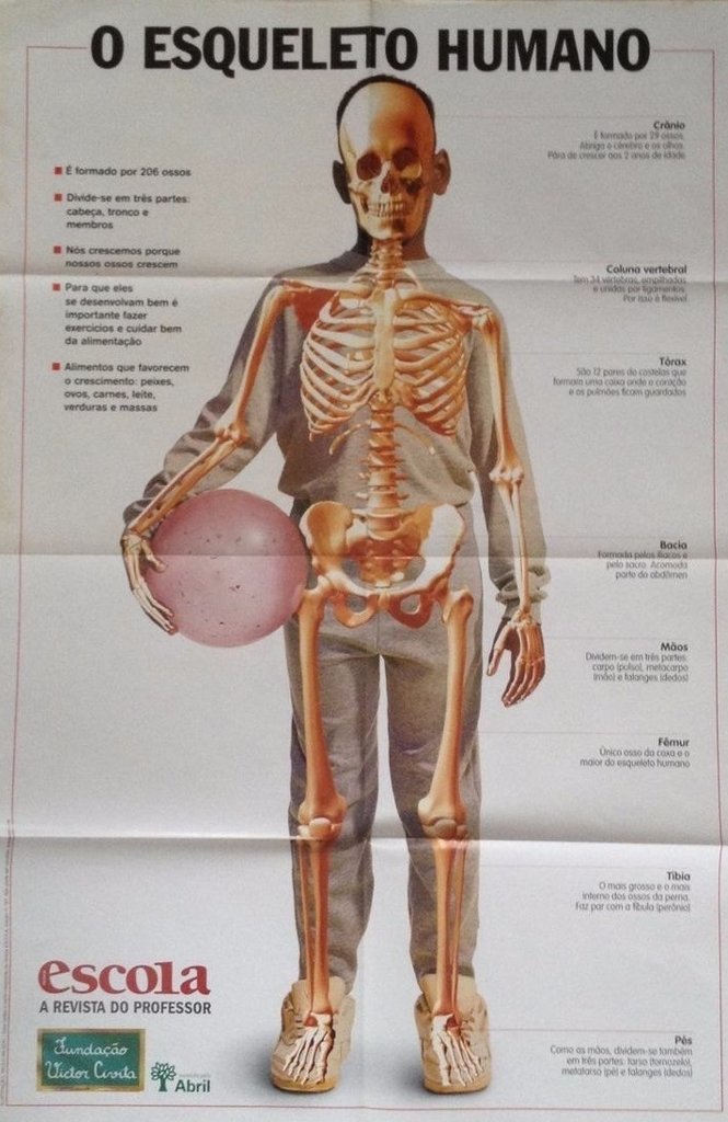 O Esqueleto Humano poster