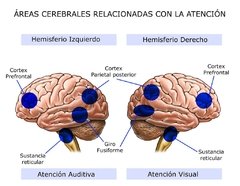 Software Terapéutico TDAH - Déficit de Atención - Problemas de Concentración en Niños, Adolescentes y Adultos