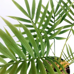 PALMERA 37CM