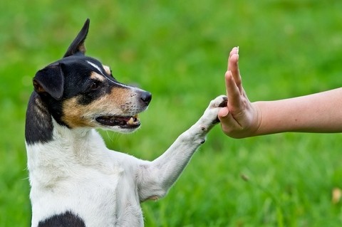 Adiestramiento Canino, Tener El Control Total Del Perro+bono - tienda online