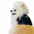 Imagem do Tshirt Prada para pets | Luxus Dog