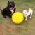 Bola Super Titan para cachorro - loja online