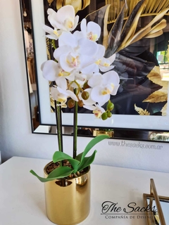 Orquídea Julie
