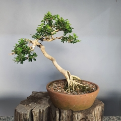 Bonsai de buxus sempervirens