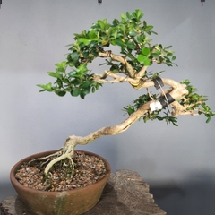 Imagem do Bonsai de buxus sempervirens