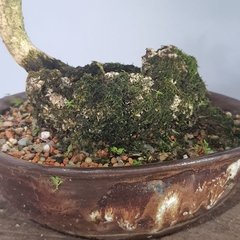 Bonsai de buxus sempervirens sobre coral na internet