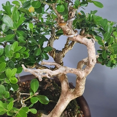 Bonsai de buxus sempervirens sobre coral - FujiBonsai