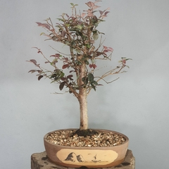 Bonsai de Loropetalum rubro ou Hamamelis - comprar online