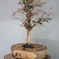 Bonsai de Loropetalum rubro ou Hamamelis - FujiBonsai