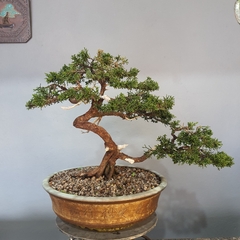 Bonsai de junipero kishu moyogi