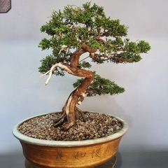 Bonsai de junipero kishu moyogi - comprar online