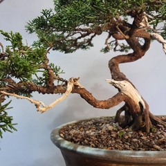 Bonsai de junipero kishu moyogi - FujiBonsai