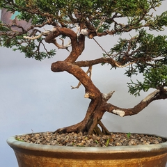 Bonsai de junipero kishu moyogi