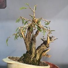 Pré bonsai de Caliandra Espinoza ESP1