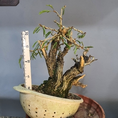 Pré bonsai de Caliandra Espinoza ESP1 - comprar online